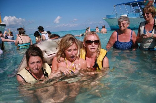 Best Animal Photobombs Ever 25 - Stingray
