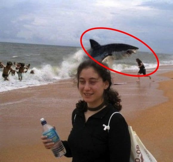 Funniest Animal Photobombs Ever