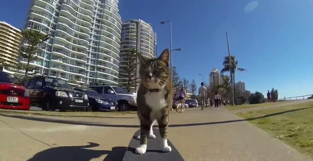 Top Videos of 2014 16