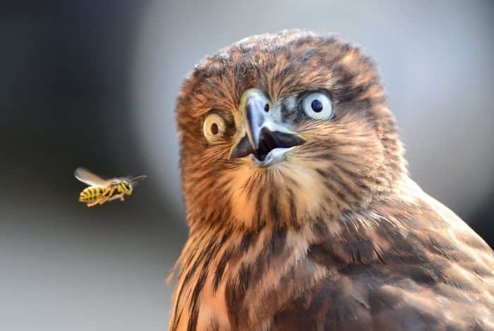 Bird Surprised