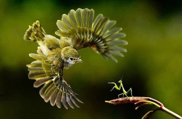 Bird's prey Perfectly Timed Photo