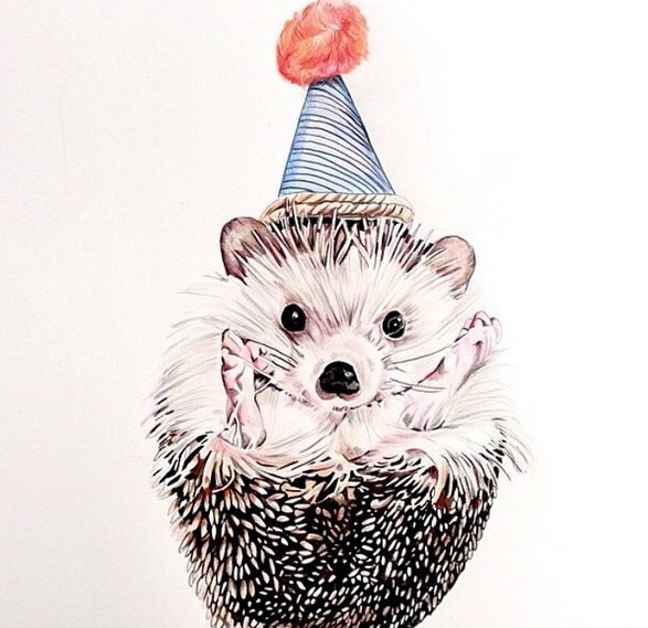 Biddy the Hedgehog Sensation