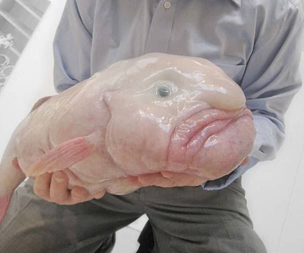 Blob Fish Strange Animal