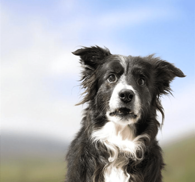 Border Collie Shock