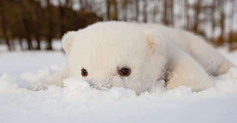 Bored Panda