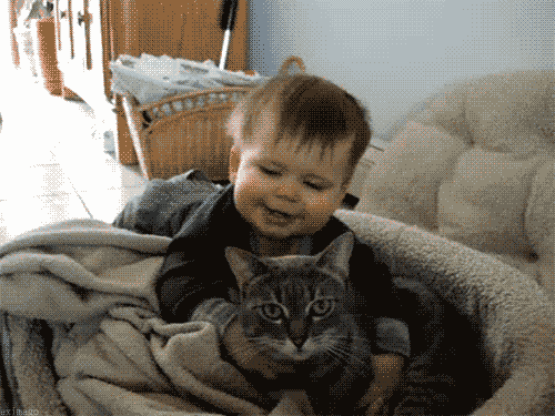 Cat hug animation Animal Hugs