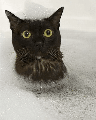 Cat Shocks