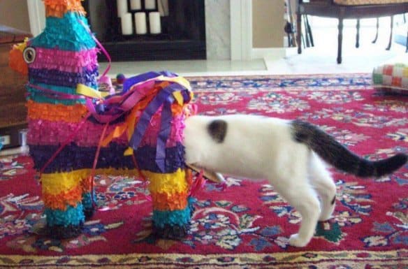 Cat Stuck Funny Photos 1