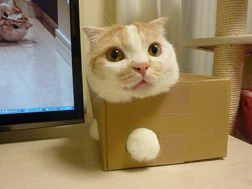 Cat Stuck Funny Photos 1 box