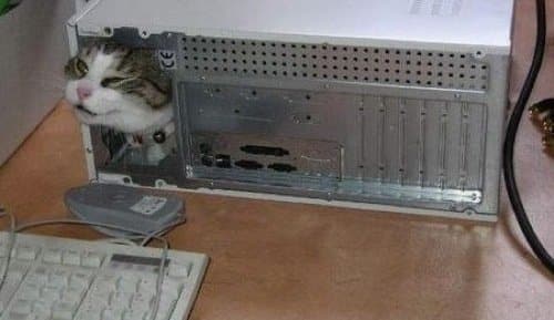 Cat Stuck Funny Photos 10 computer