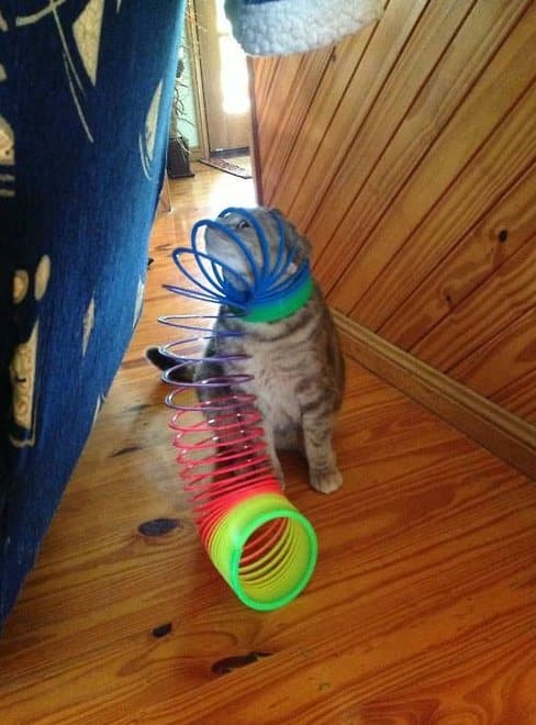 Cat Stuck Funny Photos 10 slinky
