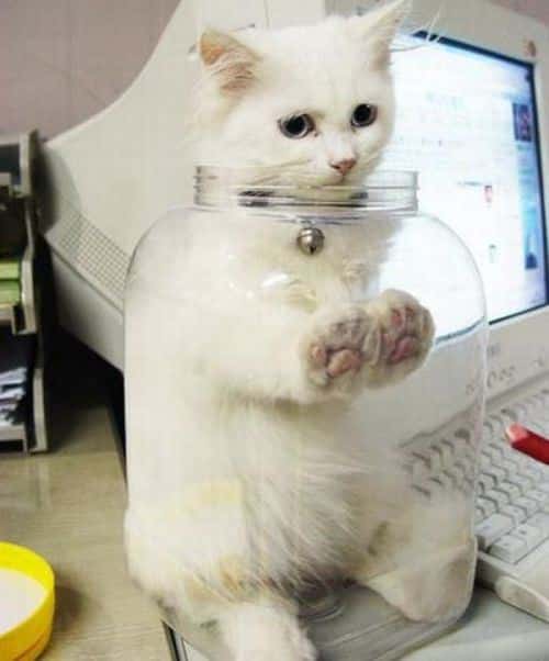 Cats Stuck Funny Photos 11 jar