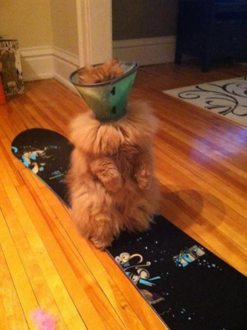 Cats Stuck Funny Photos 12