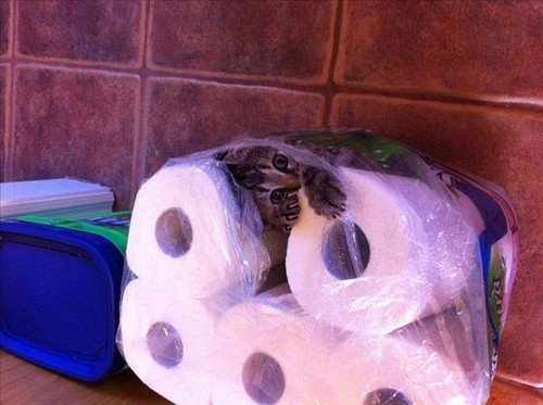 Cat Stuck Funny Photos 12 toilet paper