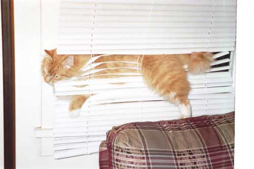 Cat Stuck Funny Photos 13 blinds