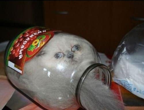 Cats Stuck Funny Photos 14 jar