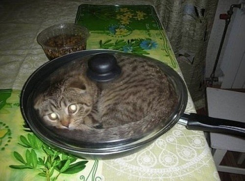 Cats Stuck Funny Photos 14 pan