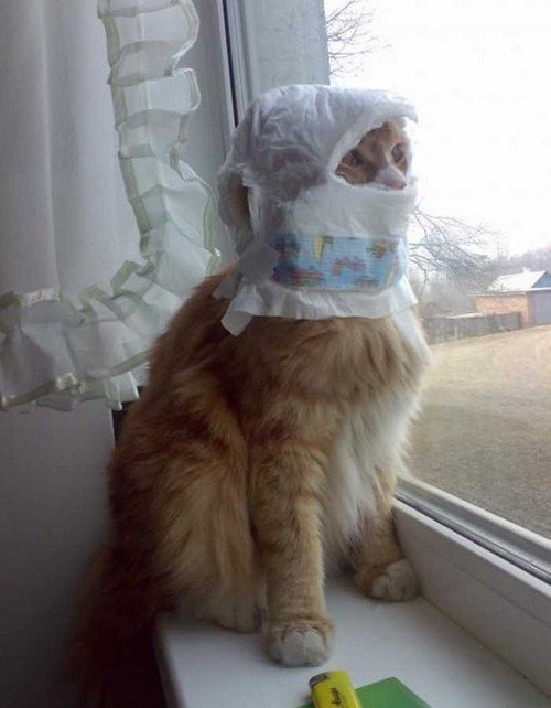 Cat Stuck Funny Photos 15 diaper