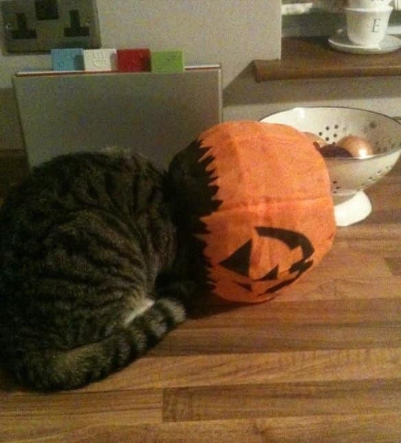 Cats Stuck Funny Photos 2 pumpkin