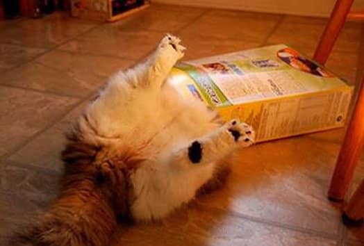 Cat Stuck Funny Photos 3