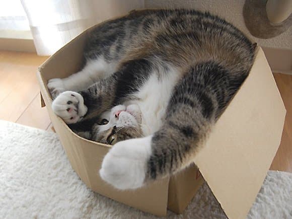 Cat Stuck Funny Photos 4 carton