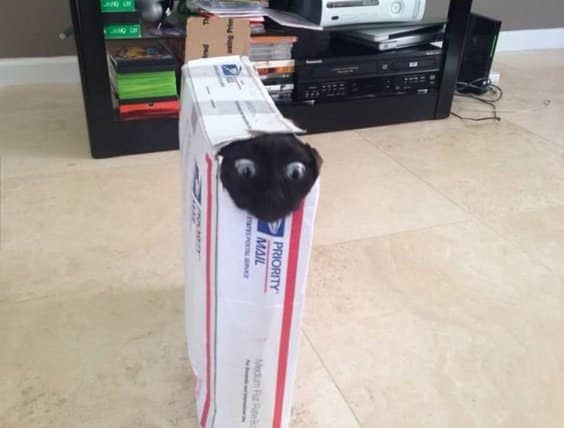 Cat Stuck Funny Photos 5 box