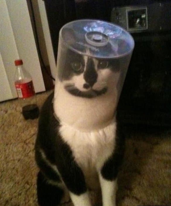 Cats Stuck Funny Photos 6 plasti