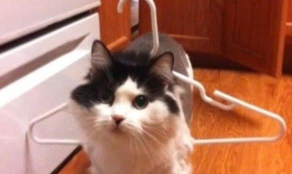 Cat Stuck Funny Photos 7 hanger