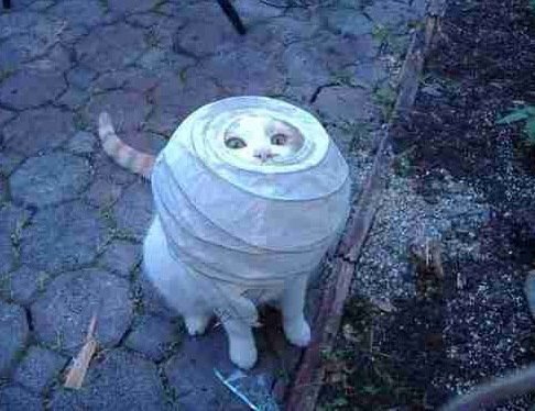 Cats Stuck Funny Photos 8 lamp