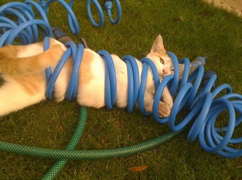 Cats Stuck Funny Photos 9 hose