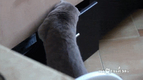 cat1