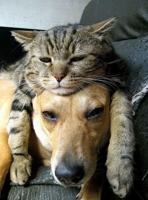 Cats and Dogs
