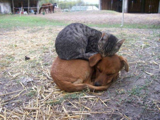 Cat and Dog