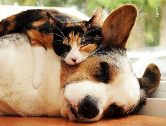 Dog and Cat