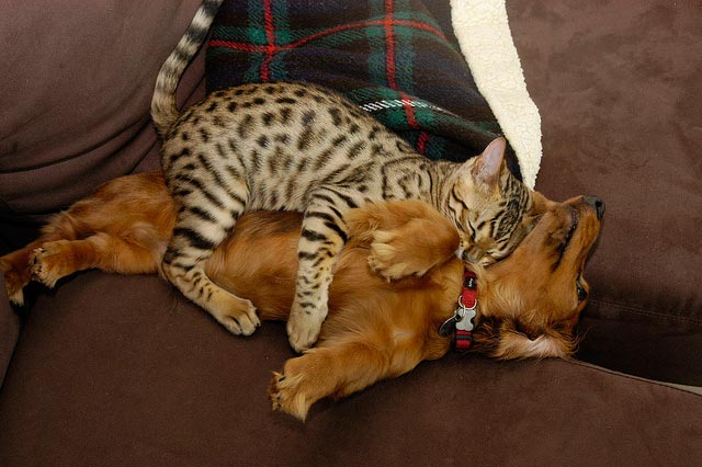 Dog and Cat