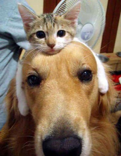 Cats and Dogs – How Clever Cats Turn Their Dog Friends into Pillows