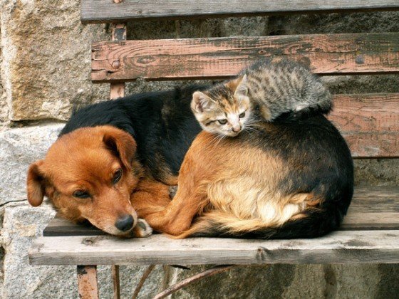 Cats and Dogs
