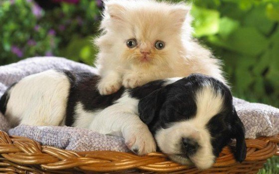 Cats and Dogs