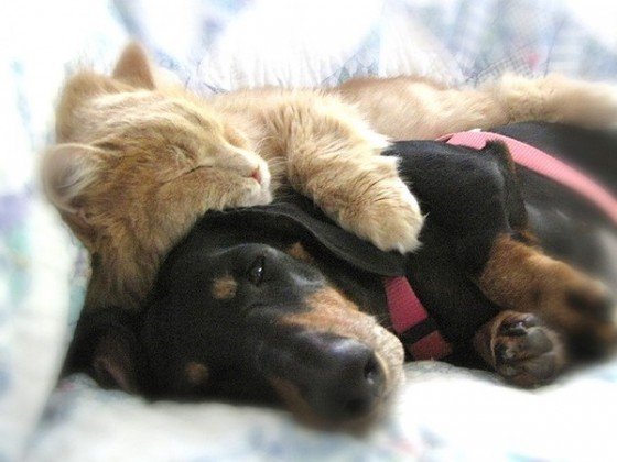 Cats and Dogs