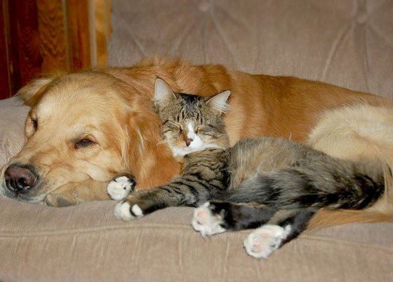 Cat and Dog
