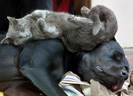 Cat and Dog