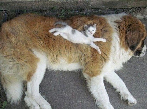 Cat and Dog