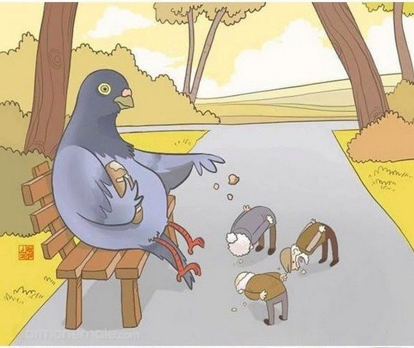 Chicken Food Animal Right