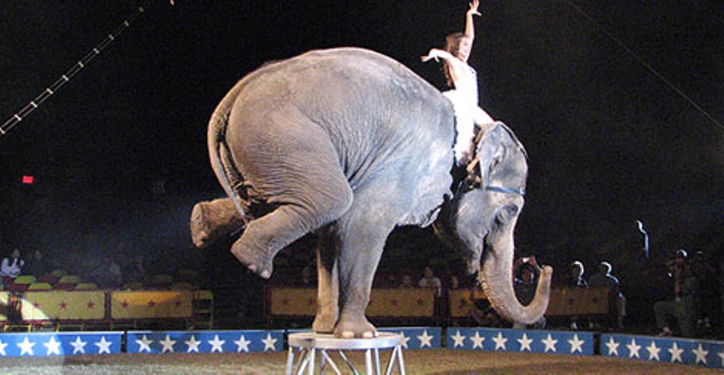 Circus Elephants