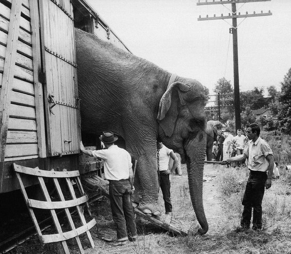 Circus Elephants