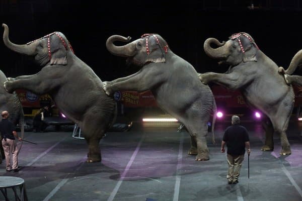 Circus Elephants