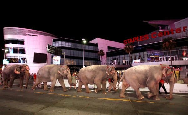 Circus Elephants