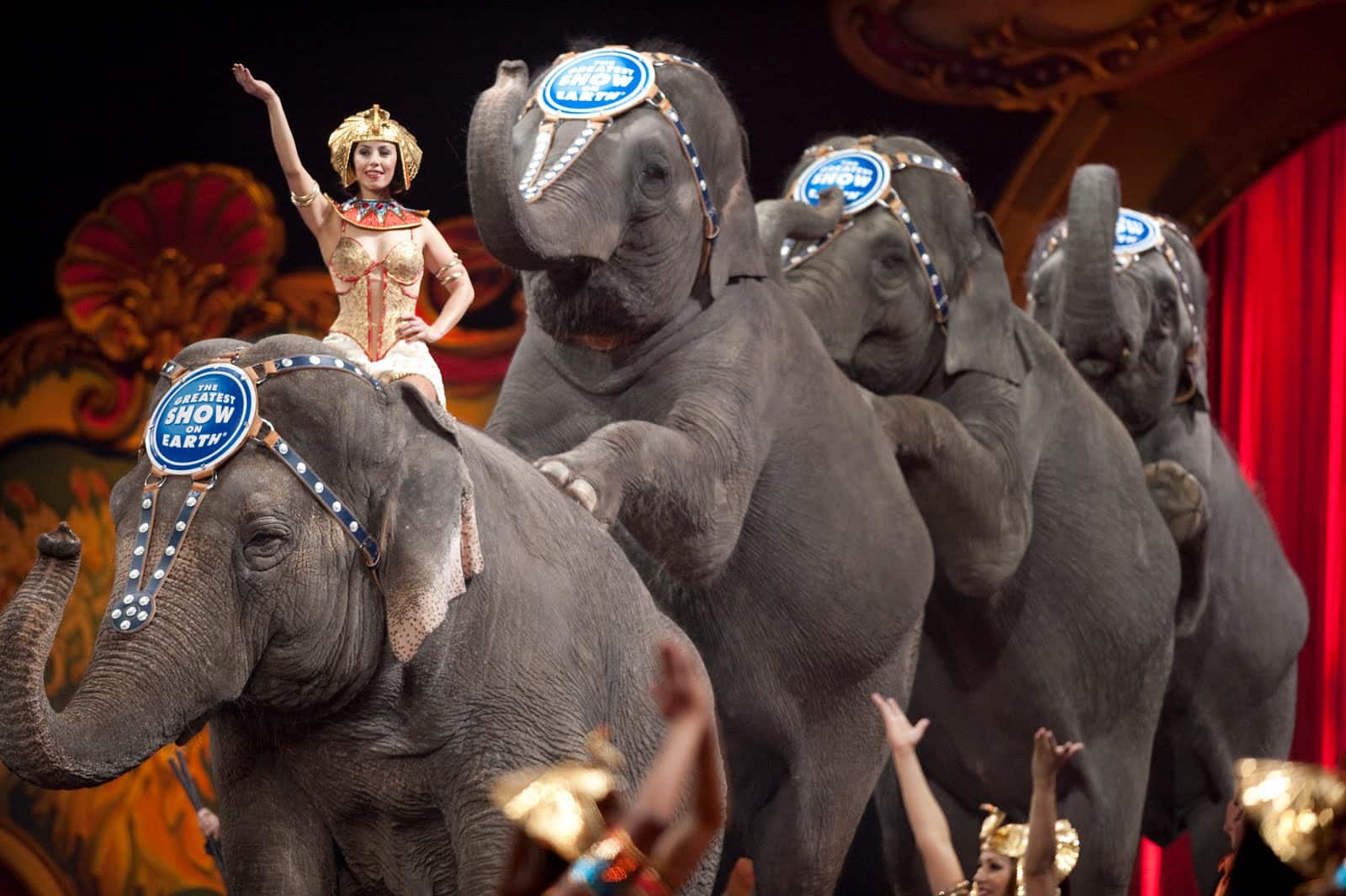 Circus Elephants