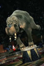 Circus Elephants