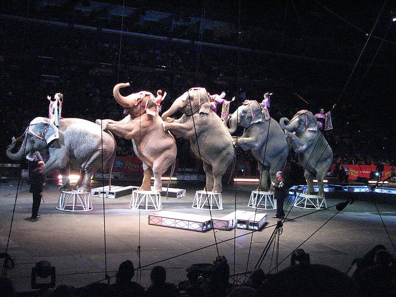 Circus Elephants
